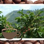 تاثیر ارتفاع رشد بر عطر و طعم قهوه