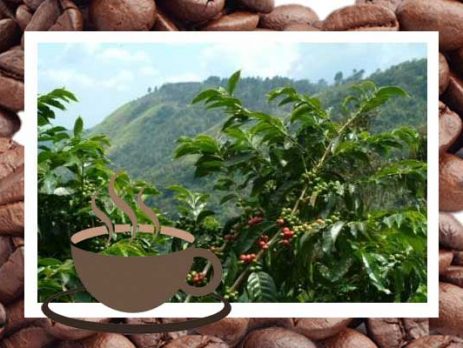 تاثیر ارتفاع رشد بر عطر و طعم قهوه